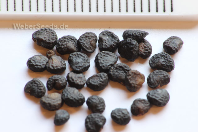 تاتوره استرامونیوم